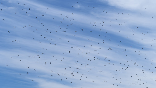 Vogelschwarm über Punta Delgada   (Klicken zum öffnen)