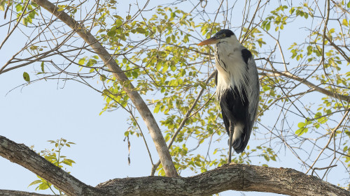 Cocoi Heron / Cocoi-Reiher   (Klicken zum öffnen)