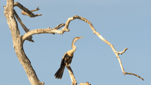 Anhinga / Darter / Schlangenhalsvogel   (Klicken zum öffnen)