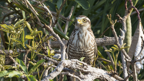 Roadside Hawk / Wegebussard   (Klicken zum öffnen)