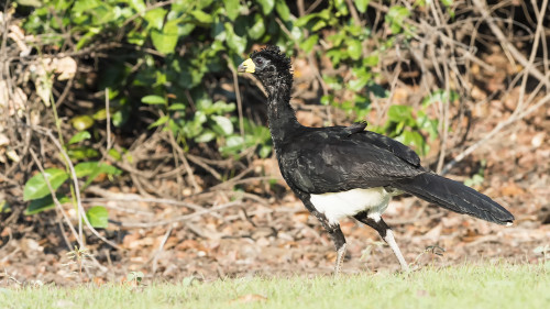 Bare-faced Currassow; ob er wohl eine Dauerwelle hat?   (Klicken zum öffnen)