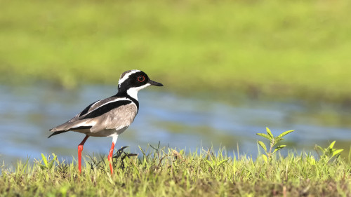 Pied Lapwing / Gescheckter Kiebitz   (Klicken zum öffnen)