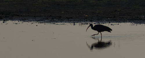 Bare-faced Ibis / Ibis im Abendlicht   (Klicken zum öffnen)