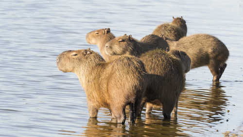 Capybaras leben in Familien und stets am Wasser   (Klicken zum öffnen)