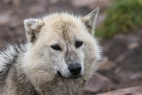 Die Hunde werden grundsätzlich ganzjährig draussen gehalten   (Klicken zum öffnen)