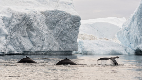 Buckelwale finden reichlich Nahrung im kalten Wasser rund um die Eisberge   (Klicken zum öffnen)