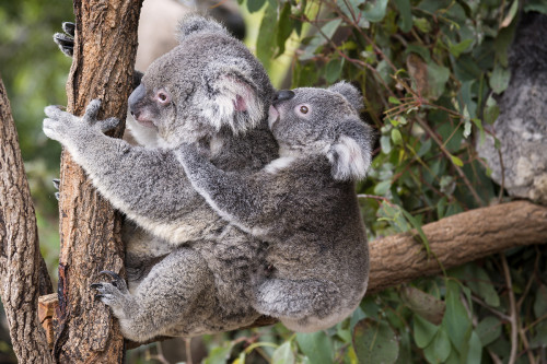 Zu Besuch bei den 130 Koalas in der Lone Pine Koala Sanctuary   (Klicken zum öffnen)