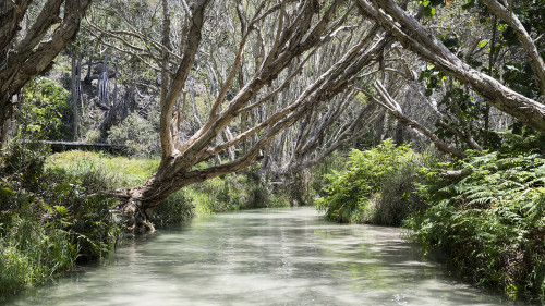 Eli Creek, Fraser Island   (Klicken zum öffnen)