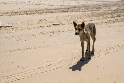 Dingo auf der 70 Mile Beach, Fraser Island   (Klicken zum öffnen)