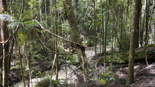 Regenwald, Fraser Island   (Klicken zum öffnen)