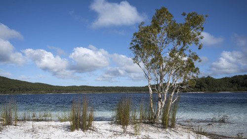 Lake Mc Kenzie auf Fraser Island   (Klicken zum öffnen)
