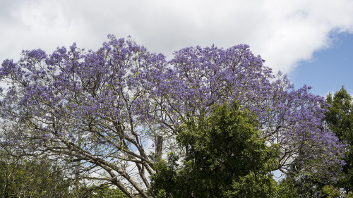 Die Jacarandas standen in voller Blüte   (Klicken zum öffnen)
