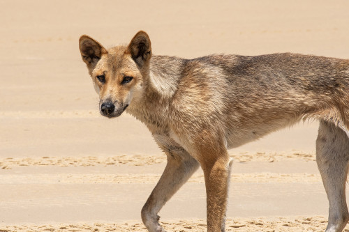 Ein Dingo ist weder ein Hund noch ein Schakal, sondern eine eigene Art   (Klicken zum öffnen)