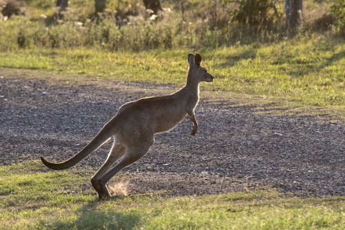 Kangaroos hüpfen regelmässig auf die Strasse, es gibt deswegen viele Unfälle   (Klicken zum öffnen)