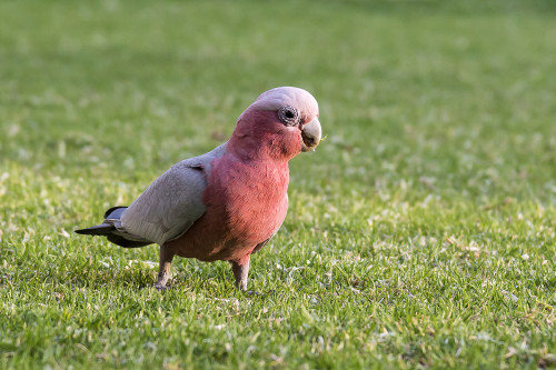 Besuch eines Galahs auf dem Rasen der Lodge   (Klicken zum öffnen)