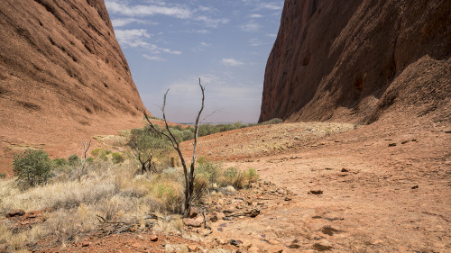 Walpa Gorge, The Olgas   (Klicken zum öffnen)