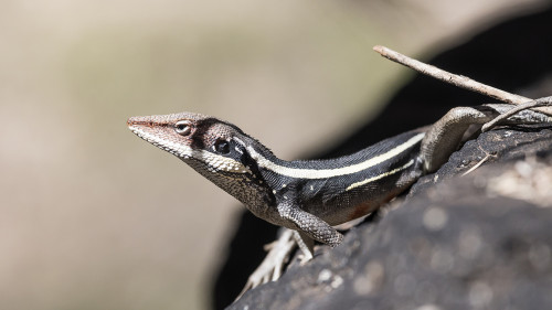 Es gibt dort jede Menge Reptilien   (Klicken zum öffnen)