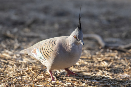 Crested Pigeon   (Klicken zum öffnen)