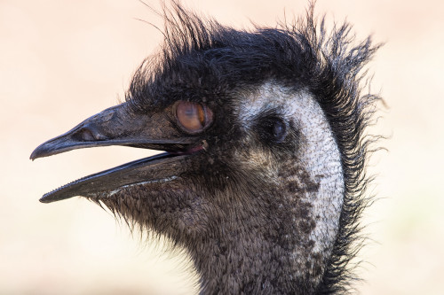 Emu-Portrait   (Klicken zum öffnen)