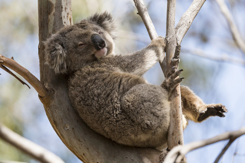 Koala in der Hanson Bay Wildlife Sanctuary   (Klicken zum öffnen)