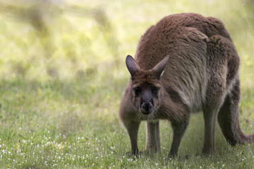 Misstrauisches Känguru   (Klicken zum öffnen)