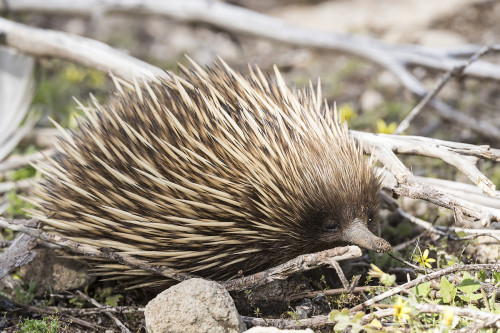 Echidna, ein eierlegendes Säugetier   (Klicken zum öffnen)