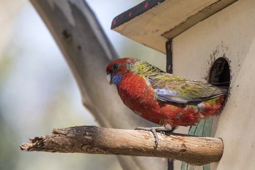 Rainbow Lorikeet   (Klicken zum öffnen)