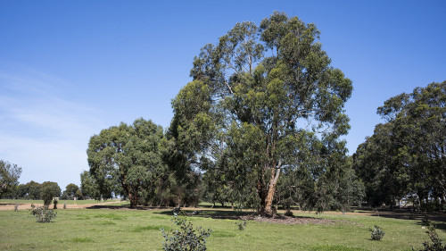 Riesiger Eucalyptus   (Klicken zum öffnen)