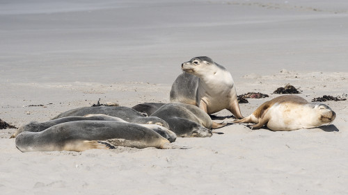 Australian Fur Seal, 200-300kg schwer (m), bzw. 120-150kg schwer (w)   (Klicken zum öffnen)