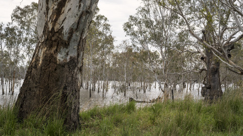 Wimmera Highway bei Hynam   (Klicken zum öffnen)