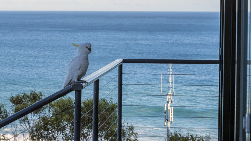 Abendlicher Besucher bei unserem Beach House am Wye River. Wir nannten ihn Donald T.   (Klicken zum öffnen)