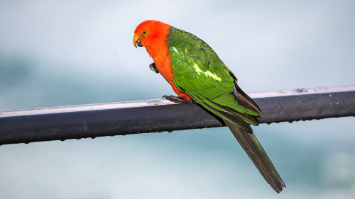 Australian King-Parrot   (Klicken zum öffnen)