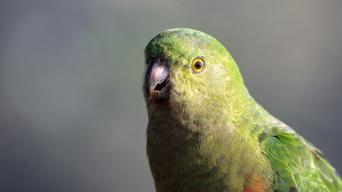 Scaly-breasted Lorikeet   (Klicken zum öffnen)