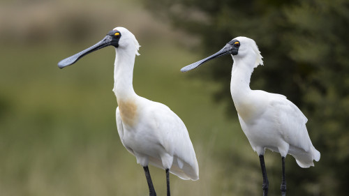 Spoonbills (Löffler).   (Klicken zum öffnen)