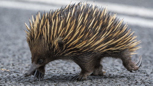 Echidnas leben oft gefährlich, z.B. beim Überqueren von Strassen.   (Klicken zum öffnen)