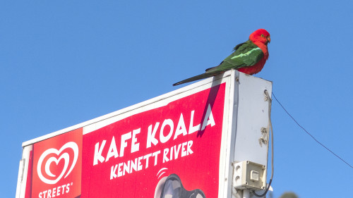 Australian King-Parrot. Offensichtlich ein Kaffee-Liebhaber.   (Klicken zum öffnen)