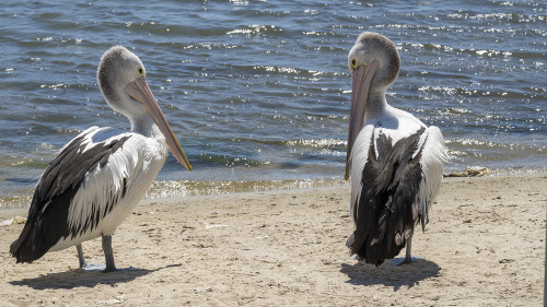 Australian Pelican, Lakes Entrance.   (Klicken zum öffnen)