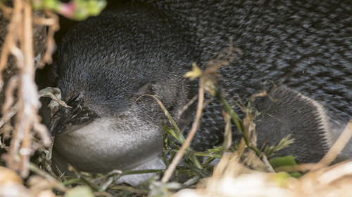 Little Penguin, Philipps Island.   (Klicken zum öffnen)