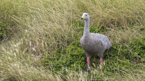 Cape Barren Goose, Philipps island.   (Klicken zum öffnen)