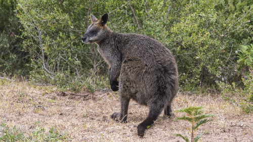 Wallaby, Yannakie, Wilsons Promotory NP.   (Klicken zum öffnen)