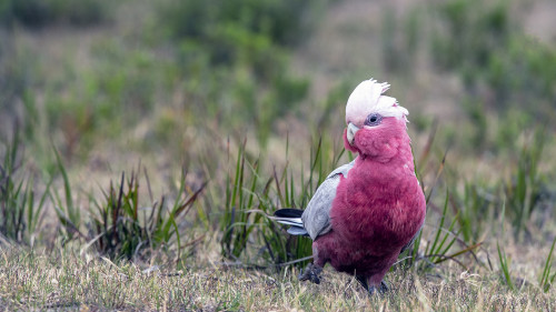 Galah, Wilsons Promotory  NP.   (Klicken zum öffnen)