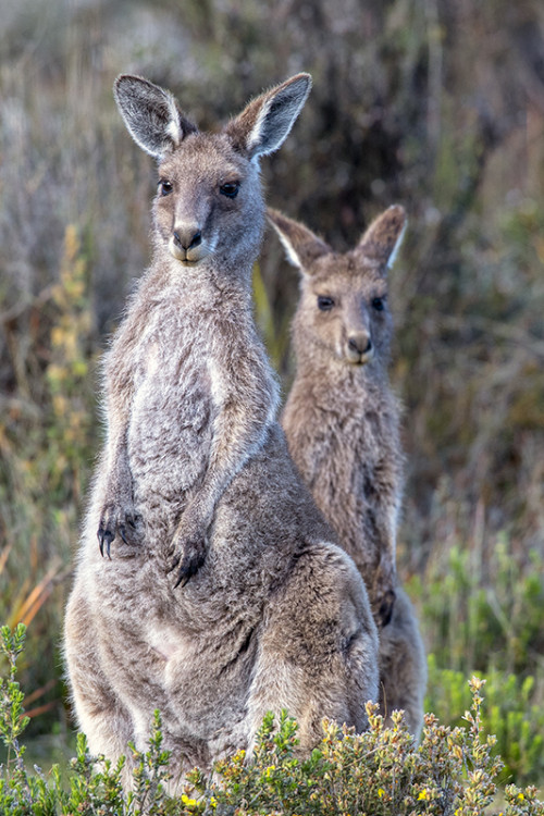 Eastern Grey Kangaroo, Yannakie, Wilsons Promotory NP.   (Klicken zum öffnen)