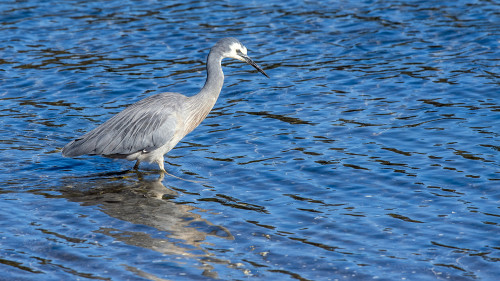 White-faced Heron, Yannakie, Wilsons Promotory NP.   (Klicken zum öffnen)