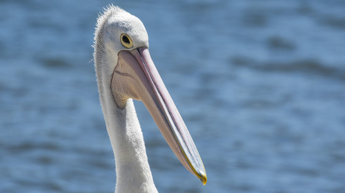 Australian Pelican, Lakes Entrance, Gippsland.   (Klicken zum öffnen)