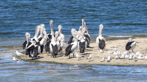 Australian Pelican, Lakes Entrance, Gippsland.   (Klicken zum öffnen)