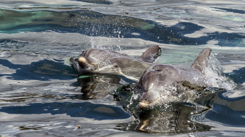 Dolphin Watching, Cape Jervis Bay.   (Klicken zum öffnen)