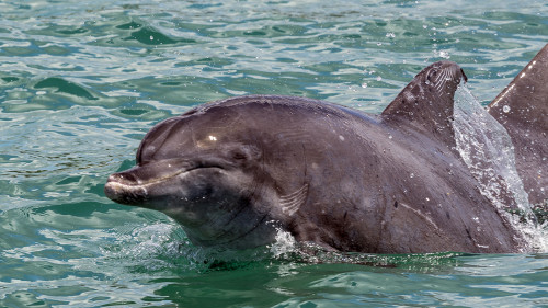 Dolphin Watching, Cape Jervis Bay.   (Klicken zum öffnen)