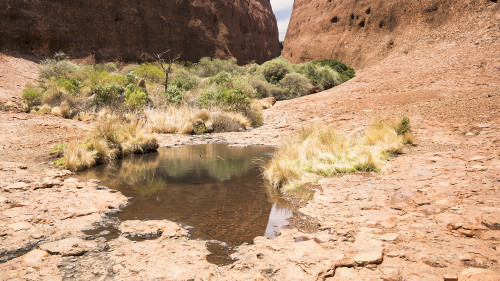 Walpa Gorge, The Olgas   (Klicken zum öffnen)