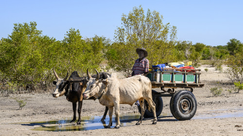 Zebu-Karren sind übliches und weit verbreitetes Transportmittel   (Klicken zum öffnen)