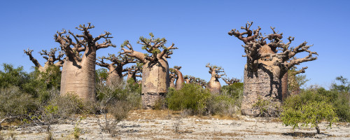 Baobab-Forest   (Klicken zum öffnen)